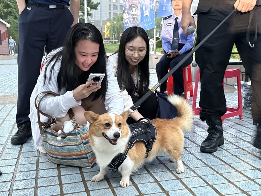网红柯基警犬“空降”泉城，搜爆、搜毒“百发百中”