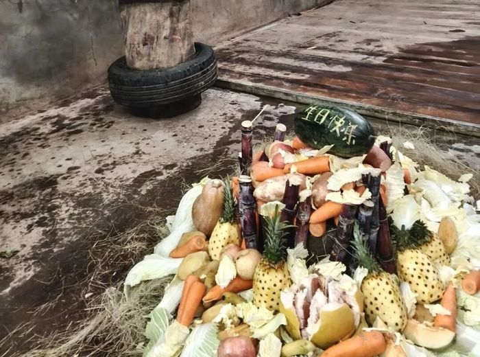 象妈妈“撒宽”41岁啦！济南动物园举办了一场别出心裁的生日庆典