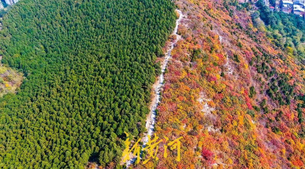 济南蝎子山迎来“半红半绿”的最佳观赏期