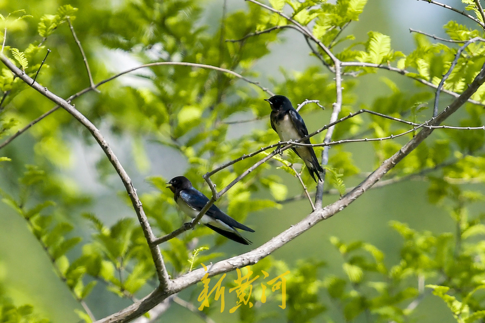 济南森林公园湖中岛成鸟乐园 燕子“蜻蜓点水”踏浪飞
