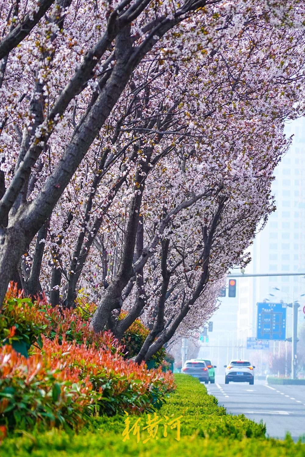 一路繁花！济南西城这些路段的红叶李进入盛花期