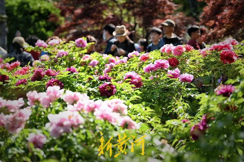 尽显国色天香 泉城公园牡丹园成济南春日顶流