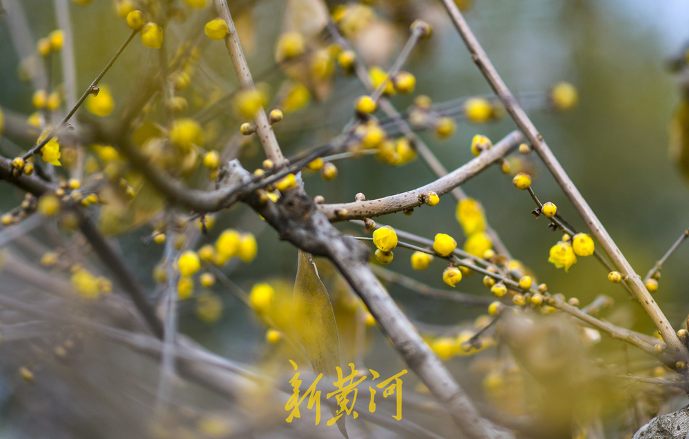 大明湖畔蜡梅初开 唤醒冬日诗意