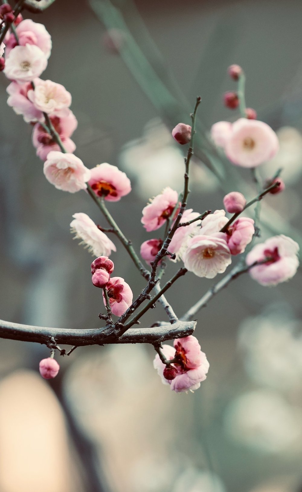 一年四季 泉在济南丨提前两个多月开放，趵突泉畔“梅”景迷人