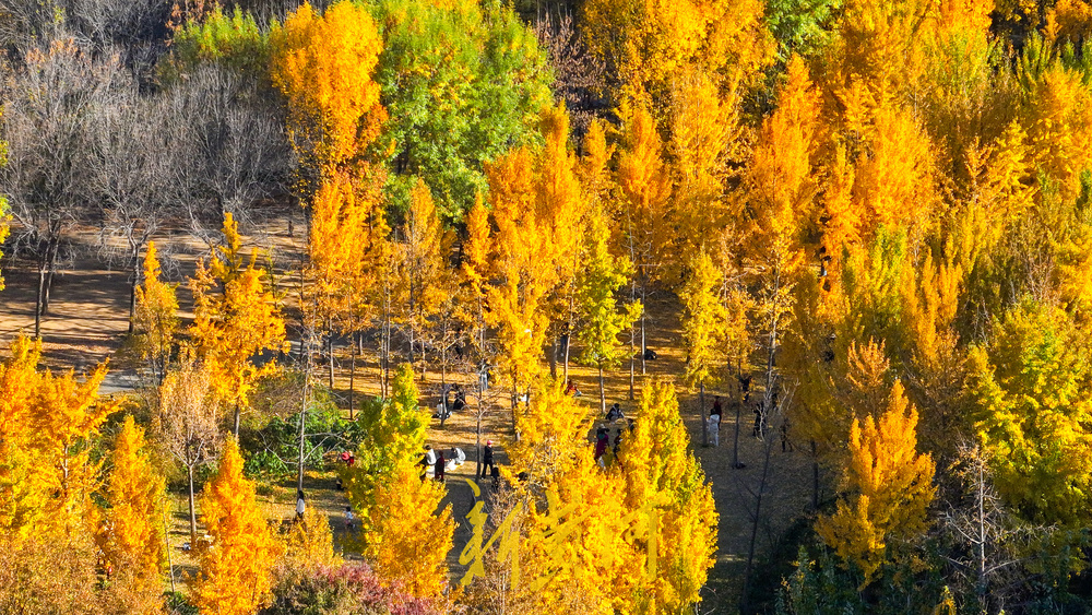 醉美银杏林上线，深秋的济南迎来“颜值巅峰”