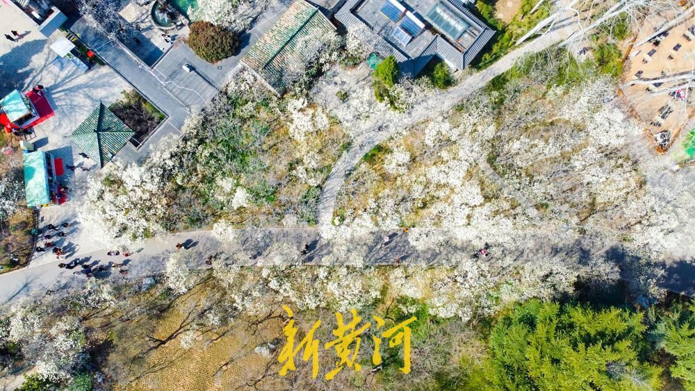 玉兰花海惊艳亮相，济南百花公园春色“撩人”