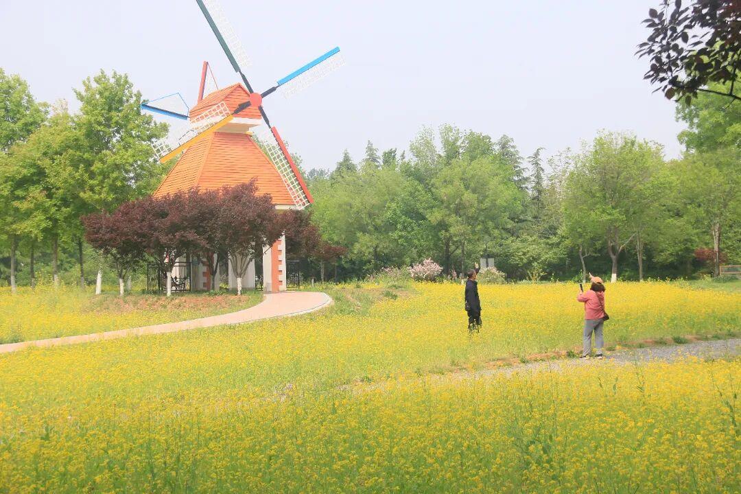 与春天来一场金色的约会，济南植物园油菜花海等你来