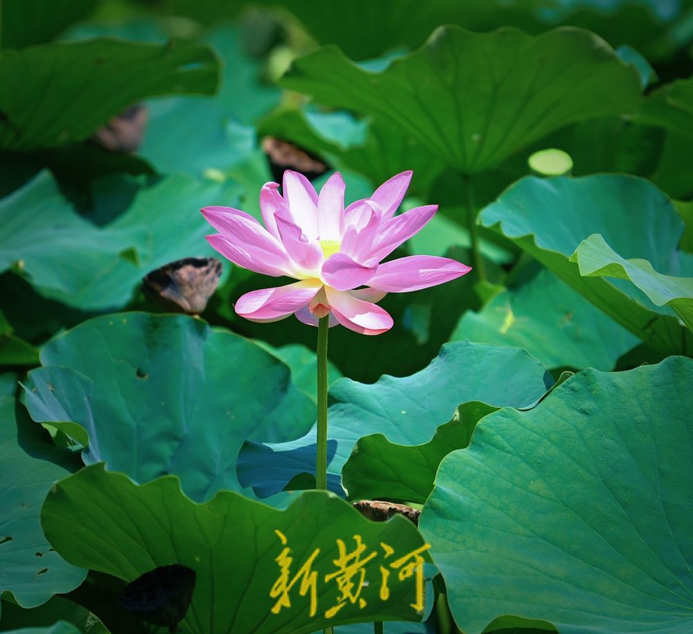 泉城雨后迎短暂凉爽天气 市民在荷花盛开中感受清凉