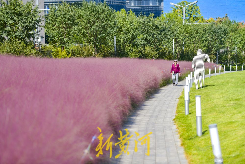 高楼间徜徉“粉色海洋”，泉城人才公园网红花卉进入盛花期