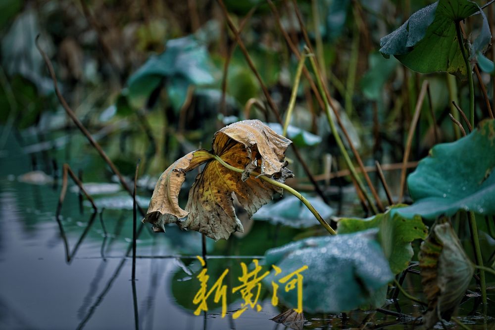 大明湖畔秋雨落残荷