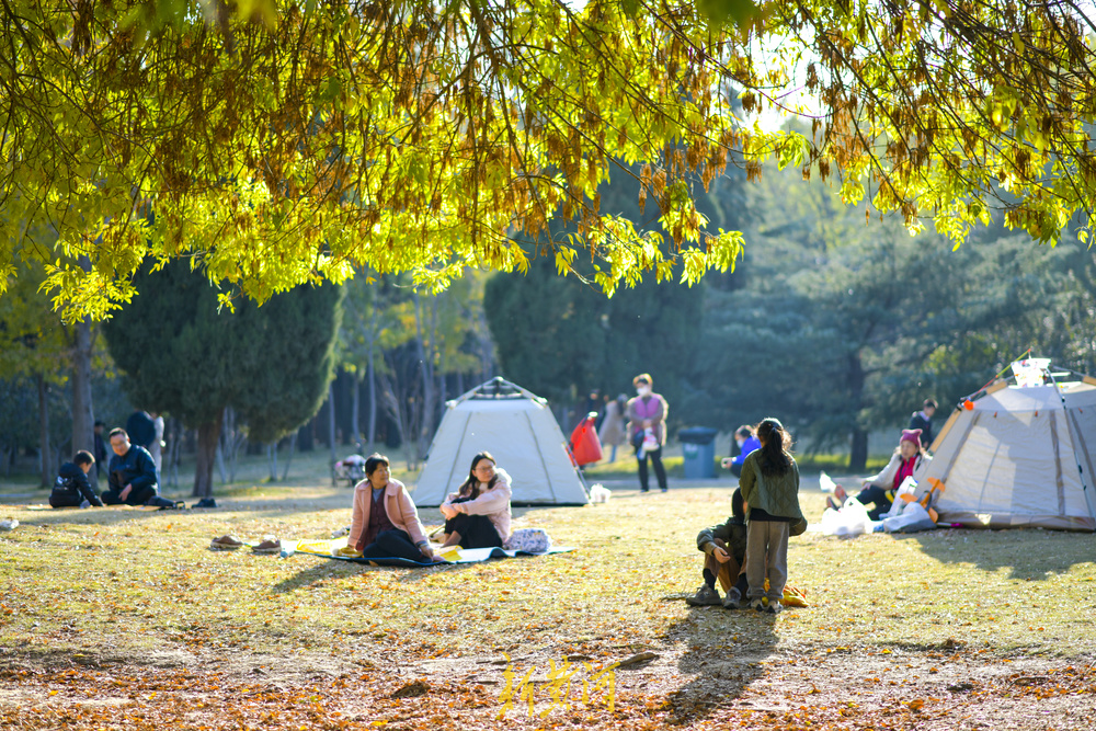 气温回升秋去秋又回  最美共享绿地感受初冬暖阳