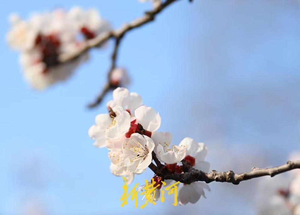 泉城春色好，万竹园杏花盛开如云似雪