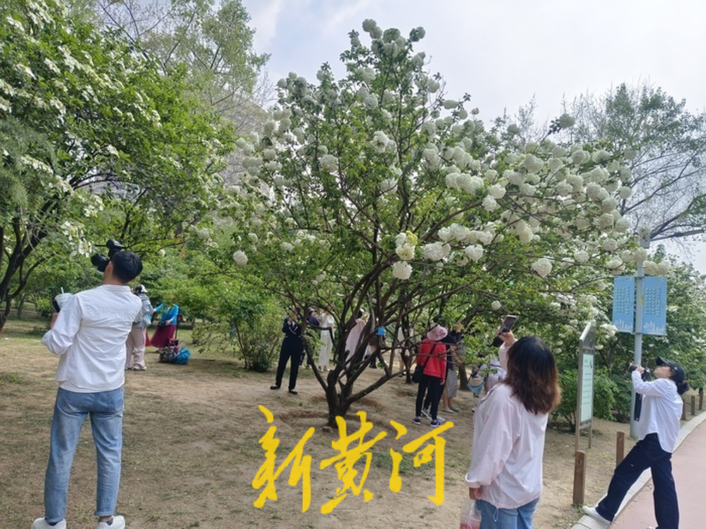 济南紫藤萝瀑布刷屏社交平台，有市民感慨“语文课本照进现实”