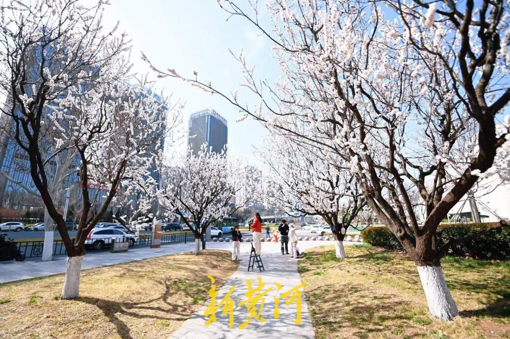 济南经十路最美杏花绽放 绘就城市春色
