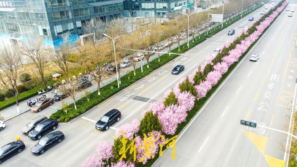 济南西客站片区美人梅盛放 多条街道变身“粉色花廊”