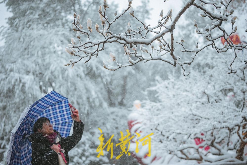 难得一见！白雪楼前，含苞玉兰傲雪待放