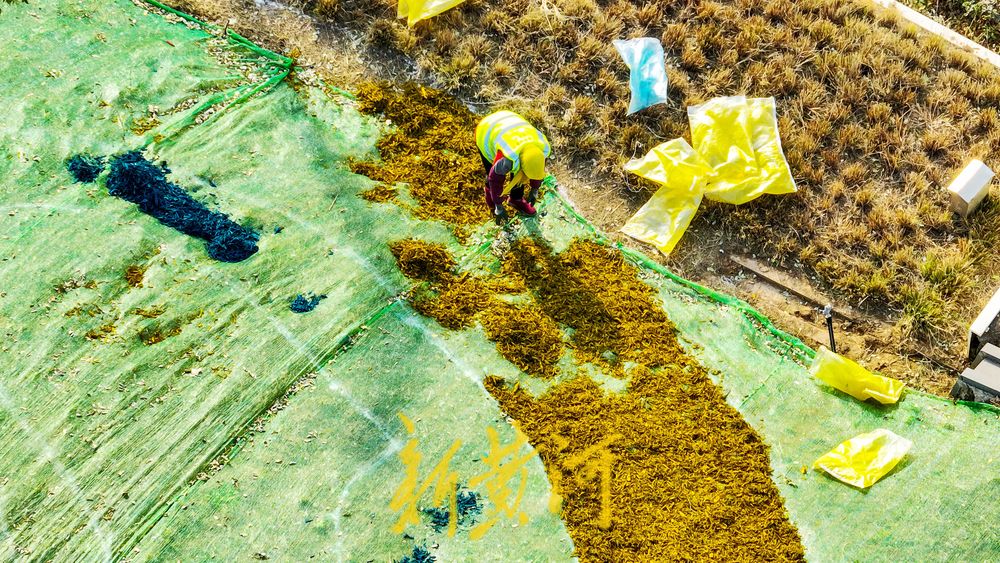 济南这处七彩花田迎来冬季版