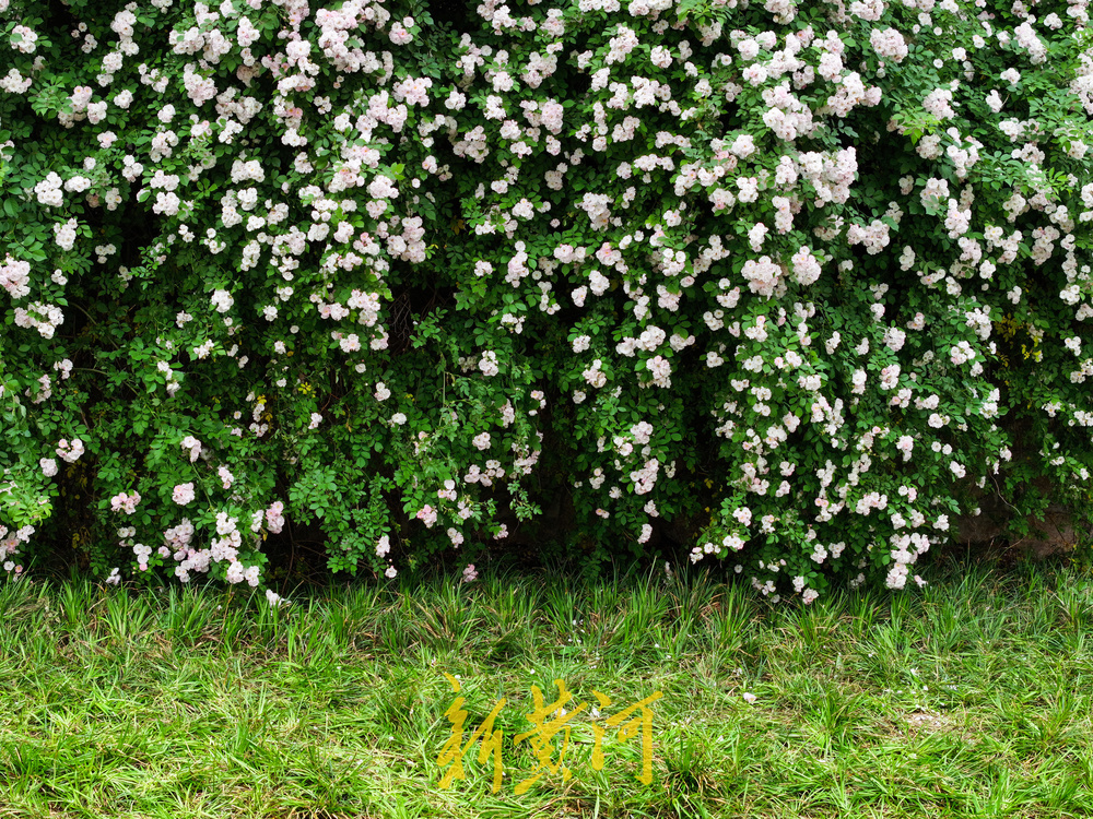 夏日浪漫！奥体东路“蔷薇瀑布”扮靓泉城
