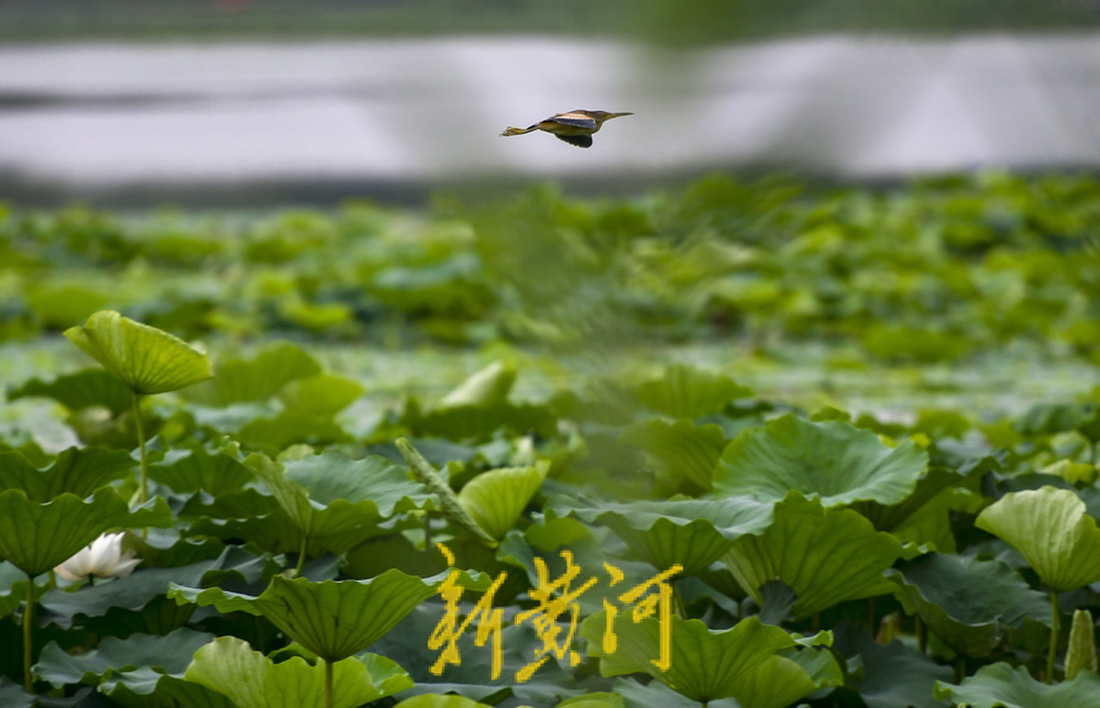 荷花盛开水禽畅游，云锦湖美在当“夏”  