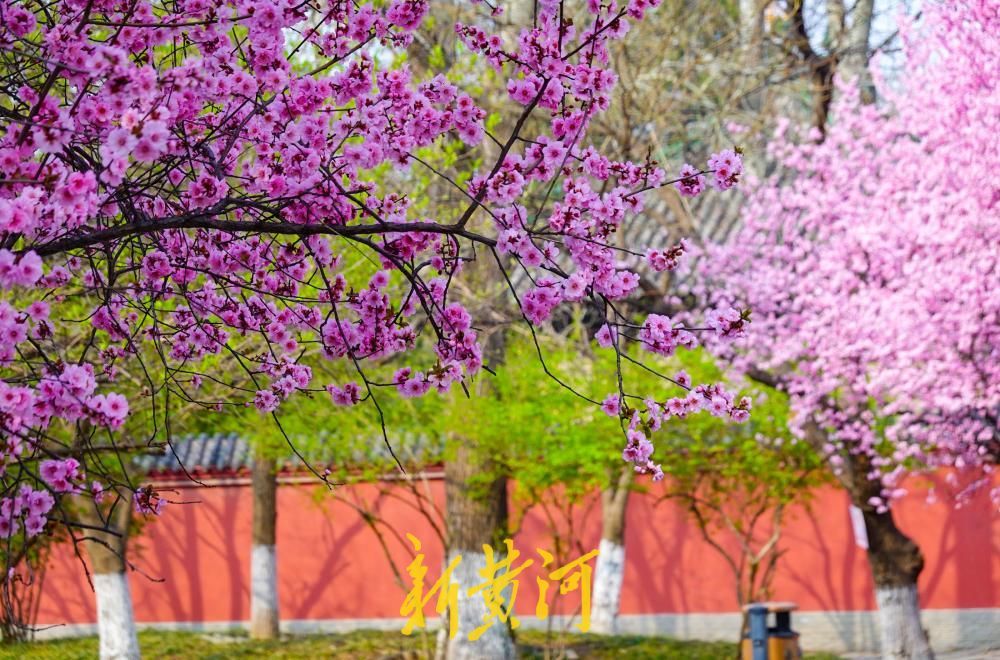 花开“梅”好时节,济南这处社区公园里花香四溢
