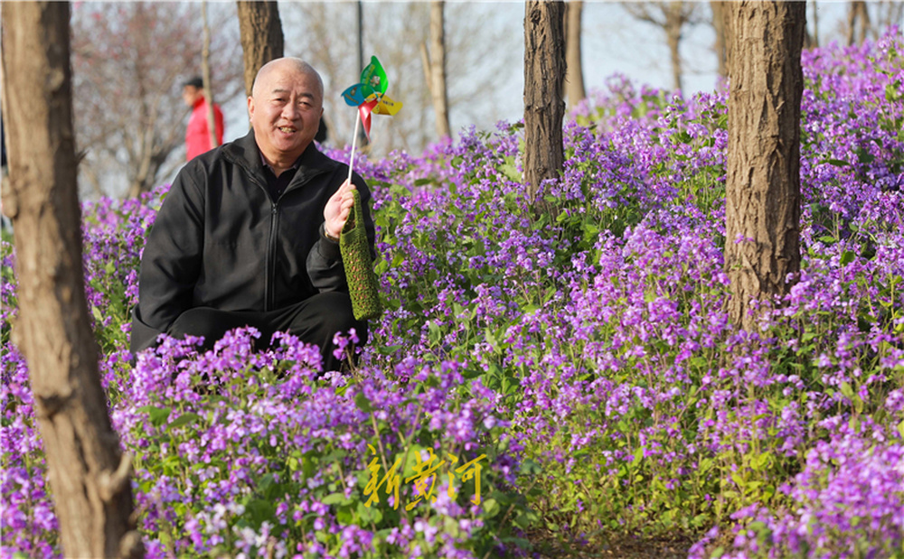 济南卧牛山二月兰绽放,紫色花海成今春新网红打卡地