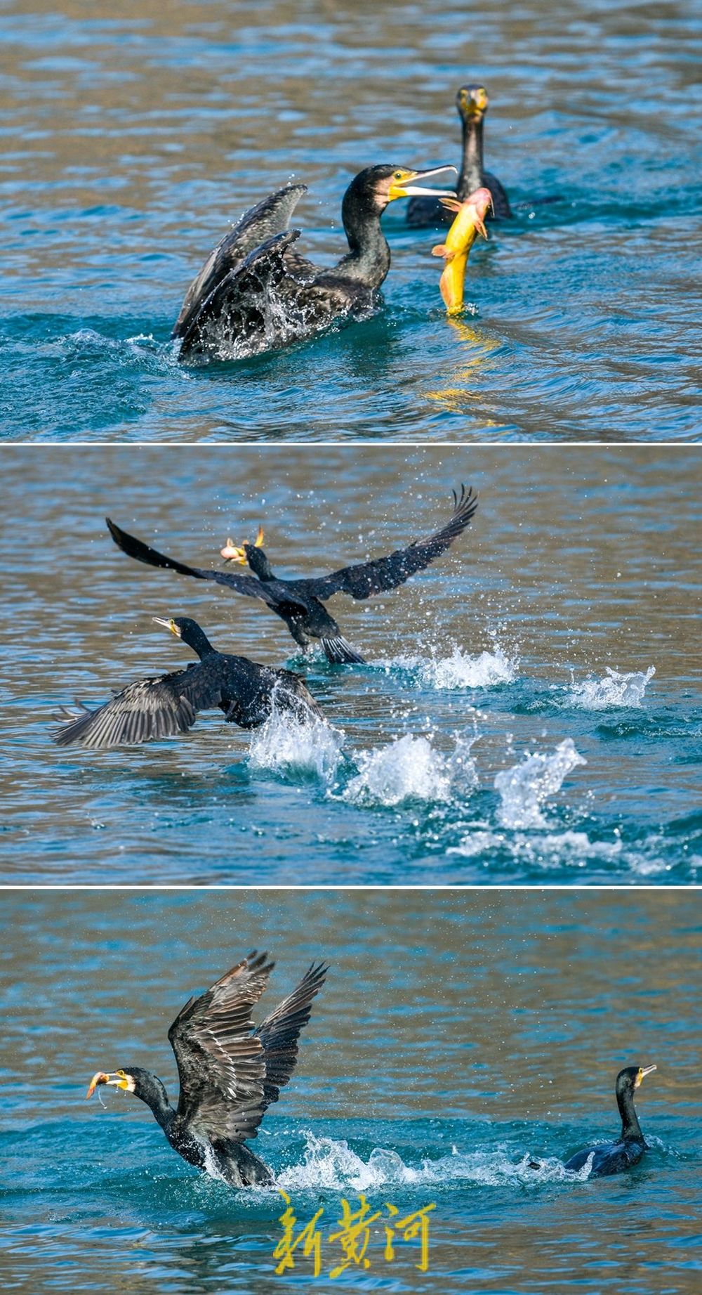 济南大明湖的鸬鹚上演“美食争夺战”,生态和谐成冬日一景