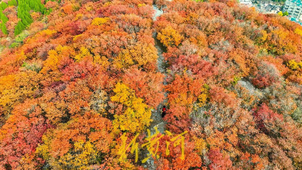 深秋时节，济南西部城区红叶漫山