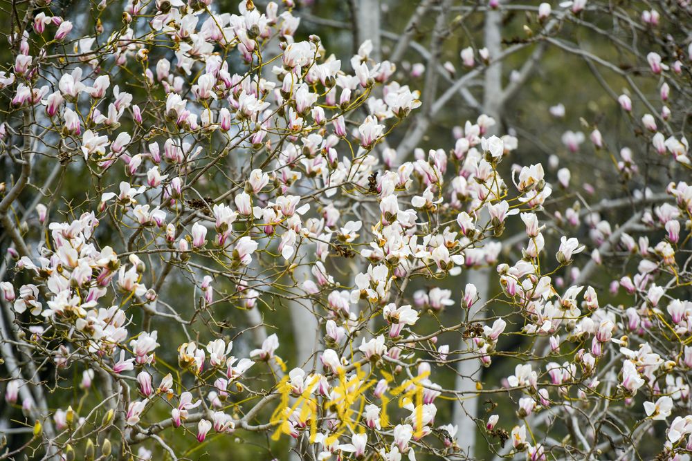 正月里繁花似锦，济南大明湖玉兰花挂满枝头