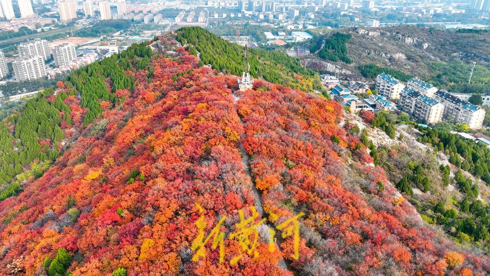 深秋时节，济南西部城区红叶漫山