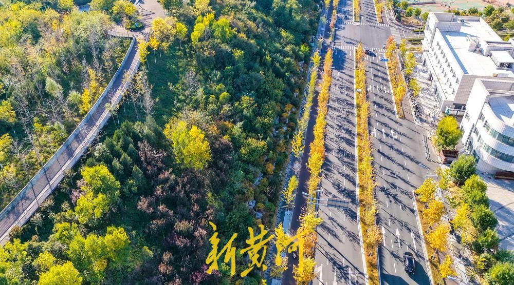娜塔栎染红CBD街头，深秋泉城再添一抹亮色