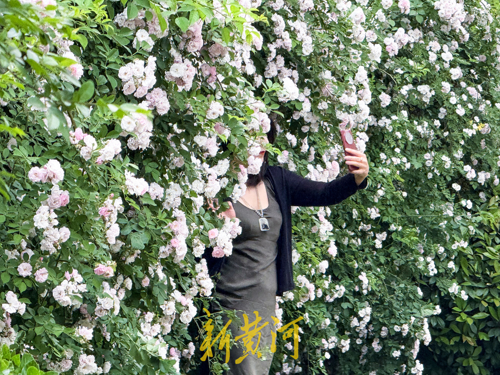 夏日浪漫！奥体东路“蔷薇瀑布”扮靓泉城