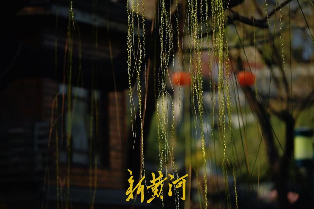 一年四季 泉在济南丨泉城春光好 嫩柳吐新芽