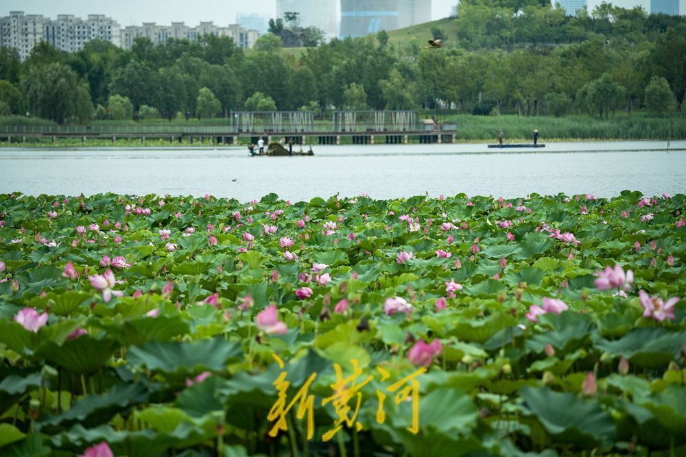 荷风夏韵！华山湖绘就盛夏生态图