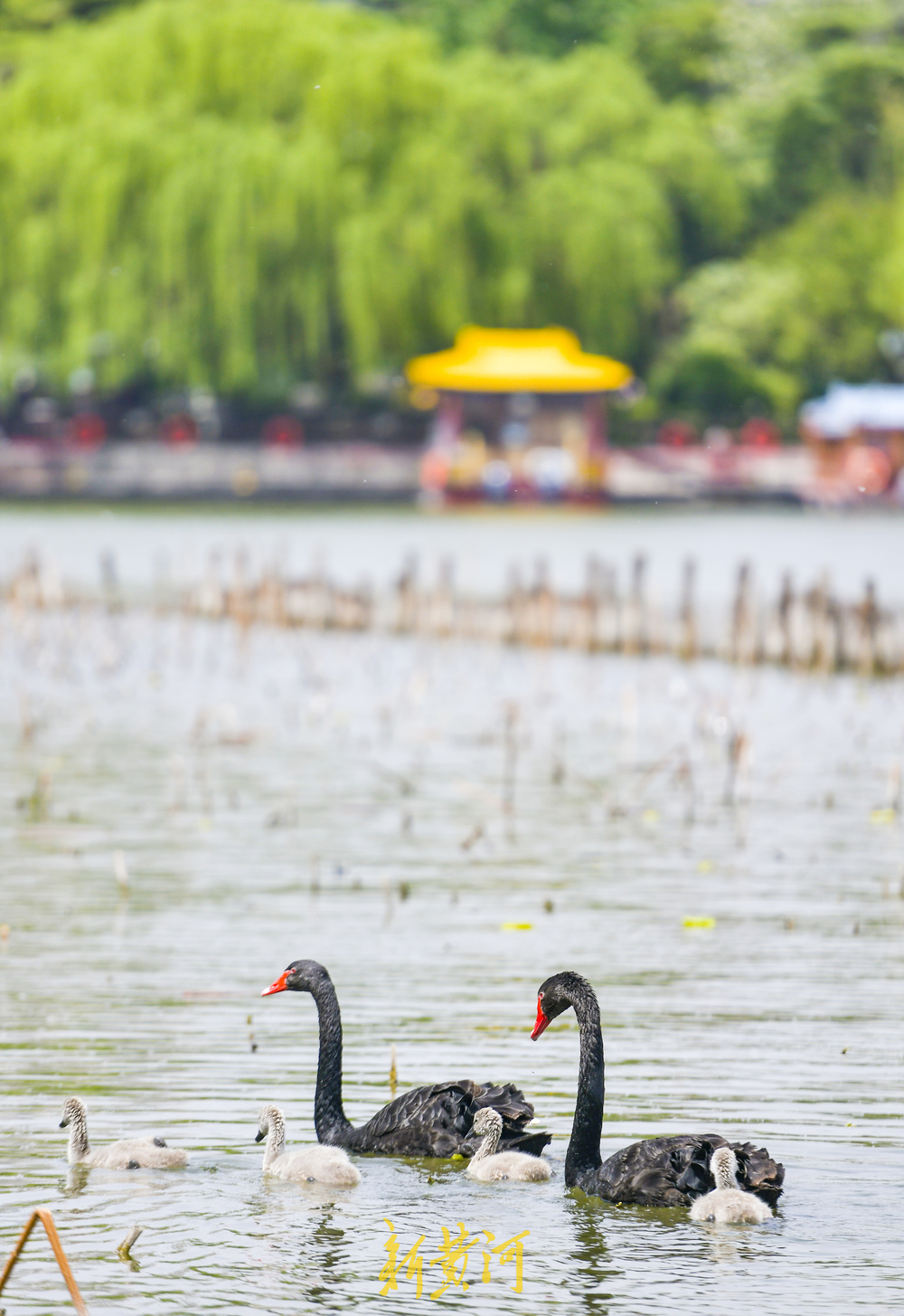 大明湖“鹅丁兴旺”成网红 游客打卡见证成长之旅