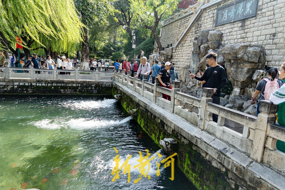 泉涌鱼欢庆佳节！济南黑虎泉畔乐享好时光