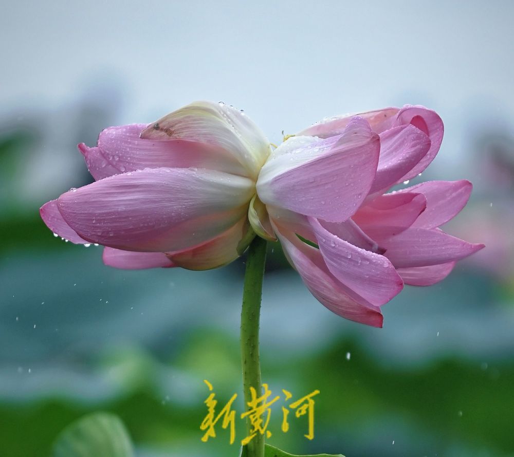惊艳！大明湖并蒂莲雨中绽放摇曳生姿