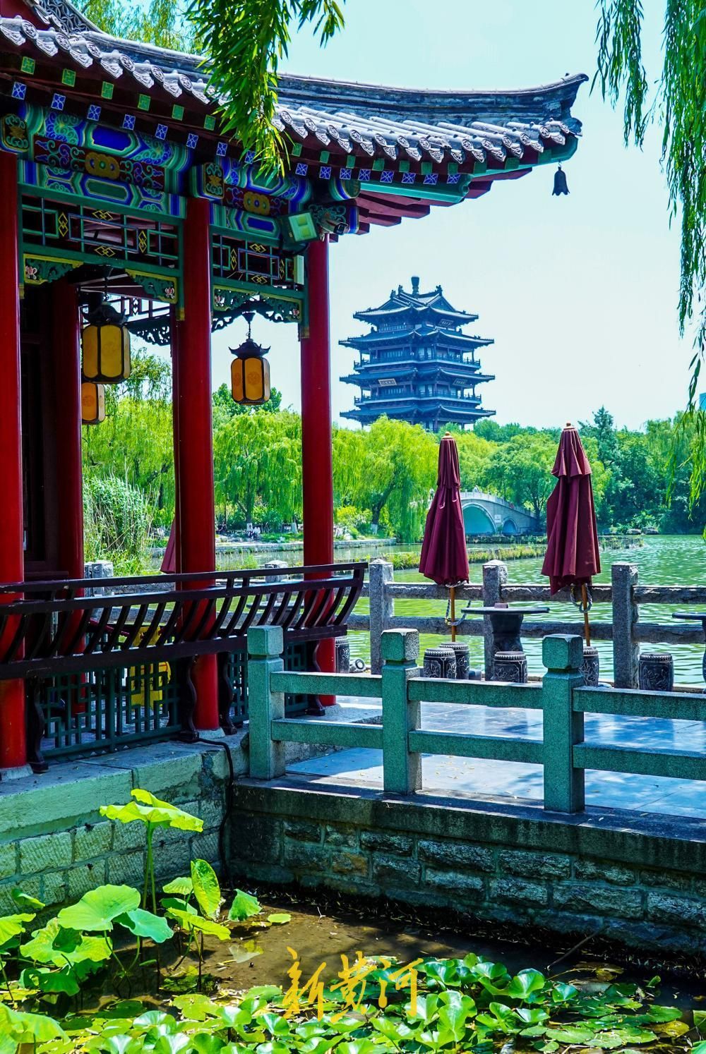 荷香消夏暑，大明湖荷花盛放成避暑热门地标