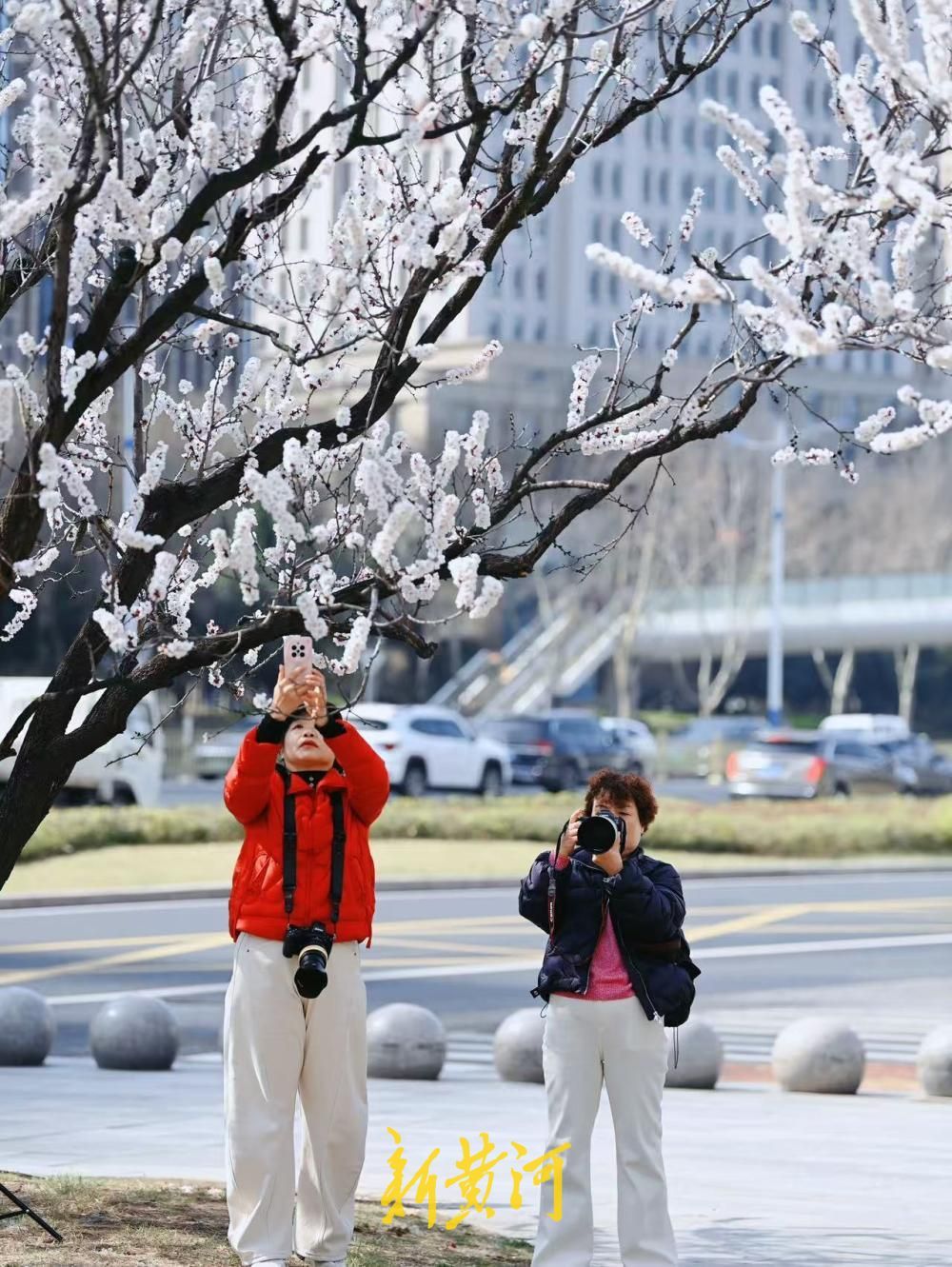 济南经十路最美杏花绽放 绘就城市春色