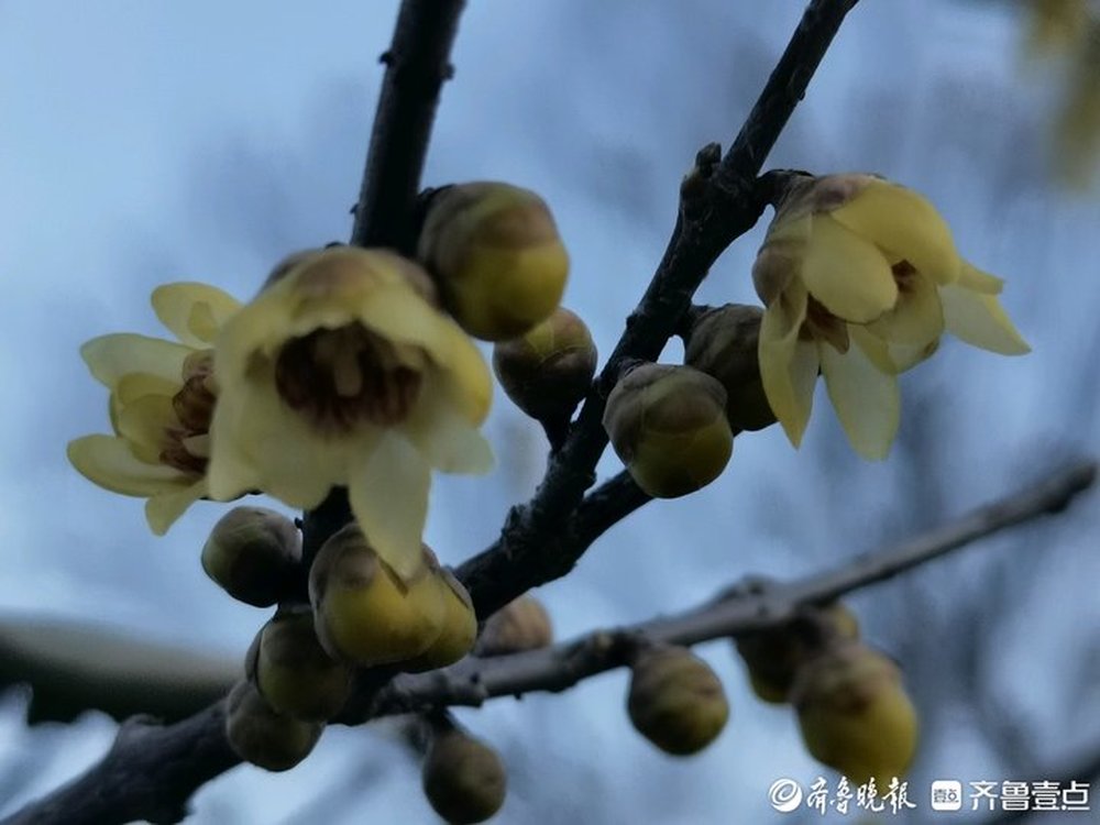 蜡梅飘香迎小寒，千佛山上市民纷纷来赏花