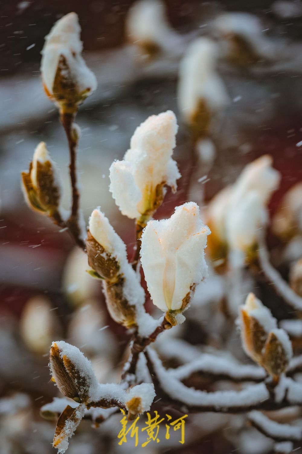 难得一见！白雪楼前，含苞玉兰傲雪待放