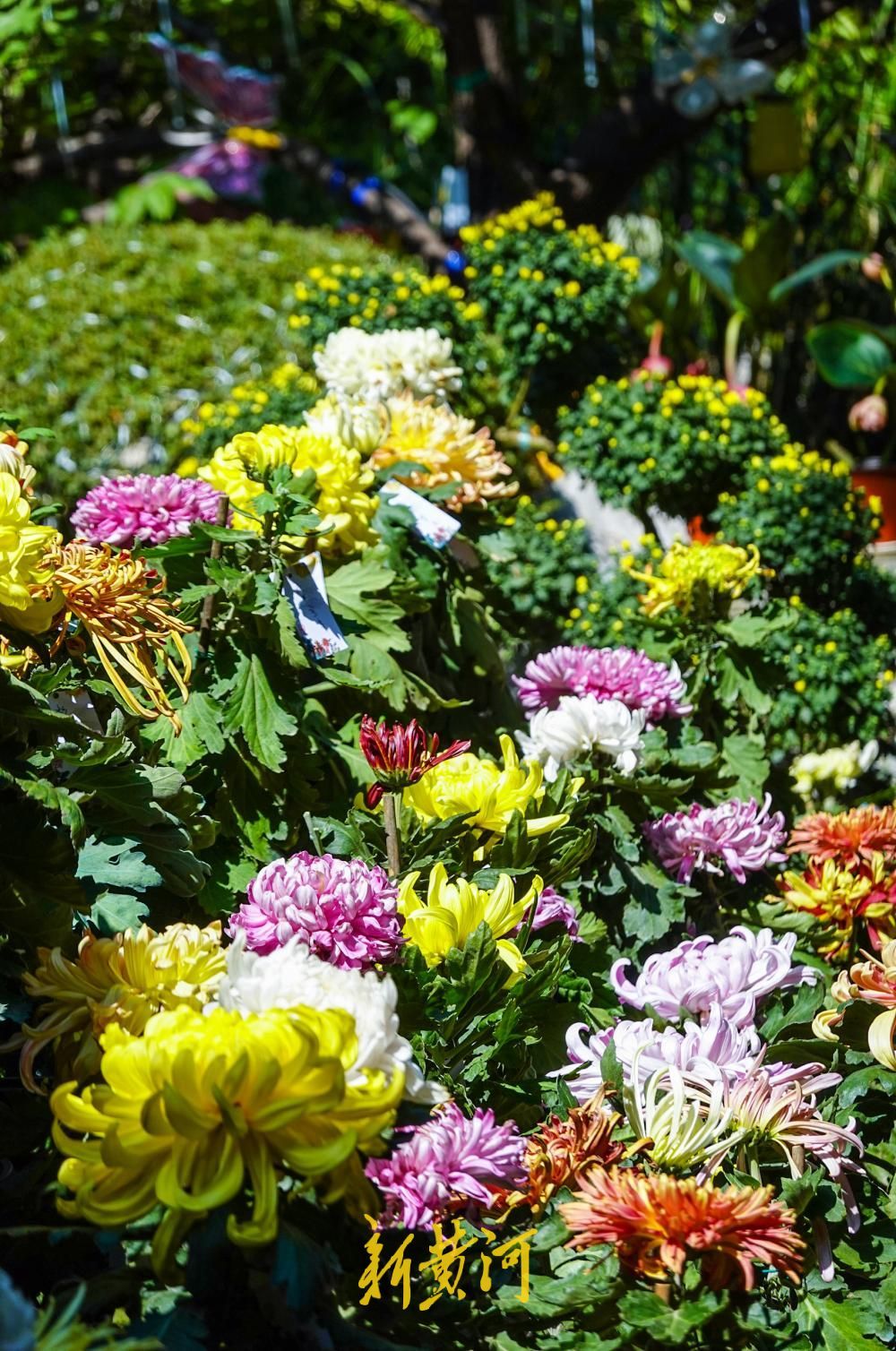 济南大明湖月下亭金秋菊花展启幕，数百盆菊花扮靓明湖秋色
