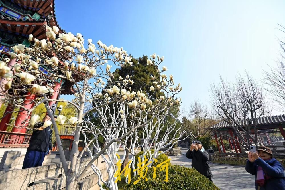 已进入最佳观赏期，大明湖得月亭白玉兰怒放