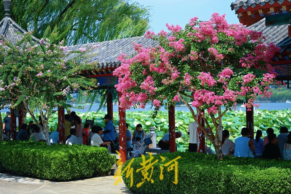 大明湖畔，紫薇等你