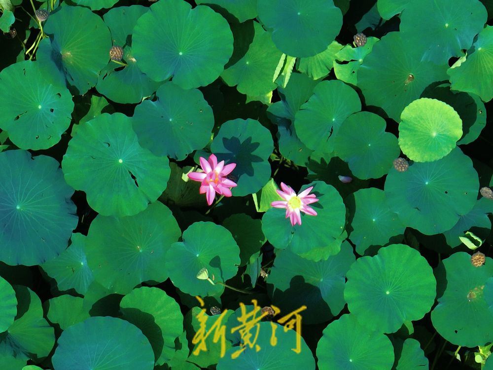 泉城雨后迎短暂凉爽天气 市民在荷花盛开中感受清凉