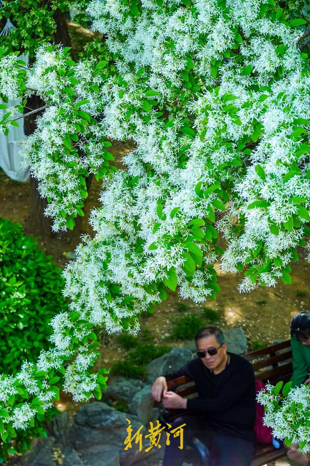 泉城公园流苏花如约绽放 洁白如雪备受喜爱