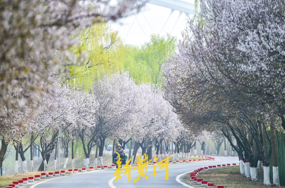 济南数十里“花海大道”亮相黄河畔