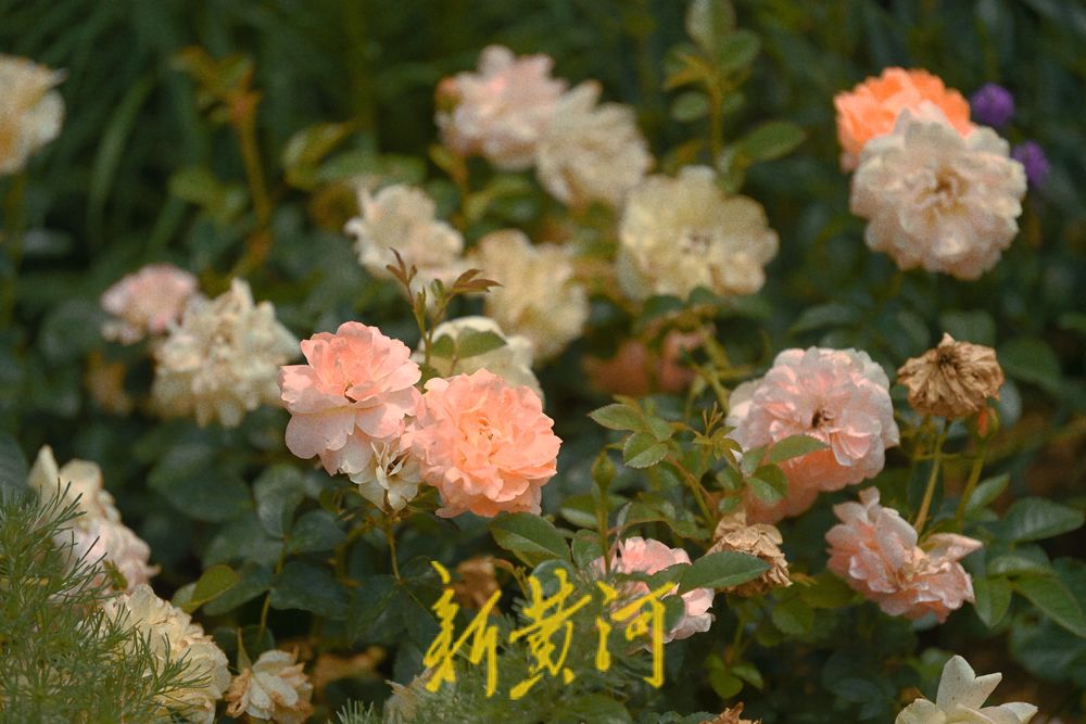 美！大明湖微型花园繁花烂漫 