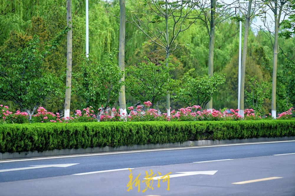 浪漫“月季花廊”扮靓济南西城  