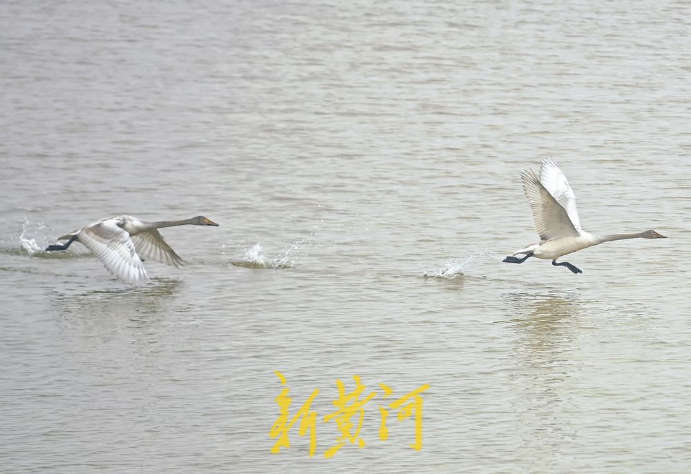 天鹅雪中起舞，演绎灵动之美