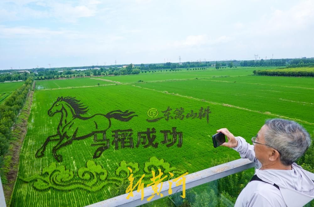 “马稻成功”“老师儿欢迎来济南”稻田里长出巨幅画